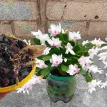 Abono natural para plantas sin coste: sanas y bonitas durante años