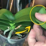 Orquídea de hojas blandas y colgantes hacia abajo: cómo recuperarla inmediatamente