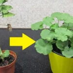 Cómo convertir cualquier pelargonium en un arbusto: te lleva 5 minutos hacerlo