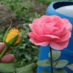 Cómo injertar una rosa en otra variedad: el truco finalmente revelado