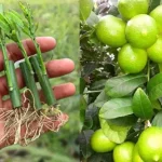 Limones, cómo multiplicarlos y tenerlos jugosos: el método que usaban nuestros abuelos