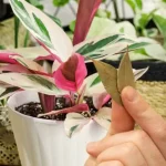 Pon 3 hojas de laurel en las plantas que tienes en tu jardín: reveló el motivo