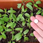 Regala una súper cosecha, plántala en todos los plantones del jardín y verás los resultados