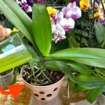 Si echas 1 taza de este ingrediente no tienes idea de cuantas orquideas florecen