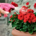 Así es como tener geranios llenos de flores: hay que regarlos así para tenerlos siempre frondosos