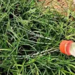 El método para erradicar las malas hierbas del jardín de forma natural