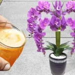 Si lo pruebas una vez nunca dejarás de regar las orquídeas de esta forma