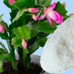 1 cucharadita es suficiente para tener una floración garantizada en todas las plantas
