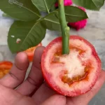 Planta una rosa en una rodaja de tomate y espera unos minutos – increíble