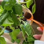 Albahaca: con una cucharada de este ingrediente se mantiene saludable y exuberante durante años