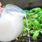 Duplica tu cosecha de frutas y verduras con este ingrediente frigorífico
