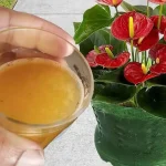 Solo si viertes esta copa, tus flores permanecerán exuberantes durante 3 años: resultado garantizado