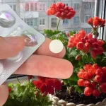 Despierta cualquier tipo de flor en pleno invierno, todas estarán celosas de tu jardín