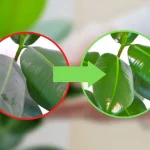 Como limpiar las plantas del polvo, con 1 gota de este vuelven a brillar