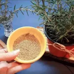 Esta hermosa planta lo cura todo de pies a cabeza – la tienes en el jardín