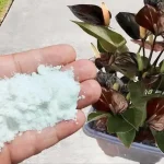 El mejor fertilizante natural para plantas utilizado por los viveristas – vale solo 10 centavos