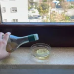 Todos están poniendo 1 plato con vinagre y limón en los alféizares de las ventanas: este es el motivo