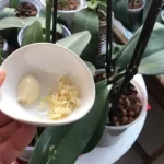 ¿Por qué los jardineros ponen un diente de ajo en las orquídeas? Misterio revelado