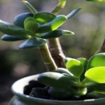Árbol de jade al sol, qué le puede pasar