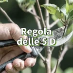Cómo podar árboles correctamente, con la regla de las 5D no perderás el ritmo