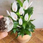 Este remedio vale oro para el lirio de la paz, estará saludable y próspero durante años.