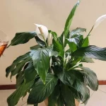 Lirio de la paz, este líquido vale oro: explotará muchas hojas verdes saludables
