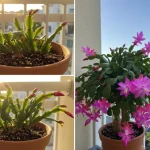 A Simple Kitchen Remedy That Will Make Your Christmas Cactus Bloom Like a Florist’s Plant