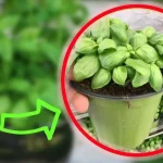 Albahaca, el truco de los viveristas para tenerla siempre frondosa y que nunca se pudra | ¡Hazlo tú también!