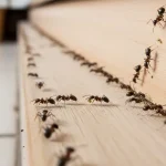 Ants on the baseboard, take a pinch of this from the kitchen and sweep them all away