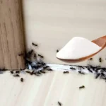 Ants, this essential ingredient in the pantry makes them run away