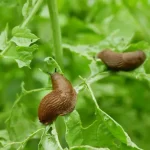 Aquí hay 5 consejos naturales y formidables para mantener a las babosas alejadas de su huerta