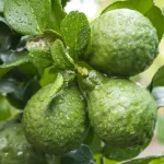 Árbol de bergamota: ¿cómo cultivar bergamota?