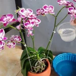 Come realizzare un fertilizzante liquido con l’aglio