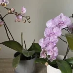 Come rinvigorire le orchidee moreti con la buccia di cipolla