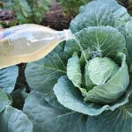 Cómo Preparar Sprays Naturales para Eliminar Plagas en el Jardín
