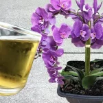 Cómo alimentar orquídeas con ingredientes naturales: el método fácil y efectivo