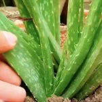 Cómo cuidar el aloe vera cuando hace calor
