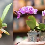 Cómo cuidar las orquídeas: el método con agua de cocción de arroz