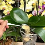 Cómo cuidar una orquídea moribunda: el método natural con canela