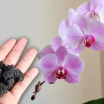 Cómo cultivar orquídeas con piedra de lava