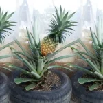 Cómo cultivar piña con un método realmente sencillo