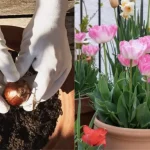 Cómo cultivar tulipanes en el jardín y en macetas.