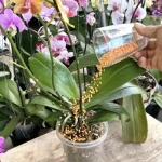 Cómo curar plantas moribundas: el remedio natural con lentejas