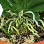 Cómo hacer fertilizante líquido con ceniza