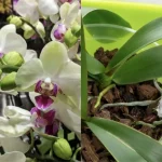 Cómo hacer que las orquídeas florezcan cuando hace frío