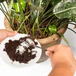 Cómo hacer un abono natural con café: el remedio natural y eficaz