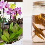 Cómo hacer un abono natural: el método de la cáscara de plátano