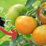 Cómo hacer un abono natural para plántulas de tomate