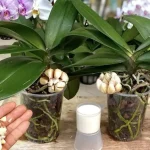 Cómo hacer un abono natural y eficaz para las orquídeas
