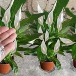 Cómo hacer un fertilizante para plantas: el método con desperdicios de comida